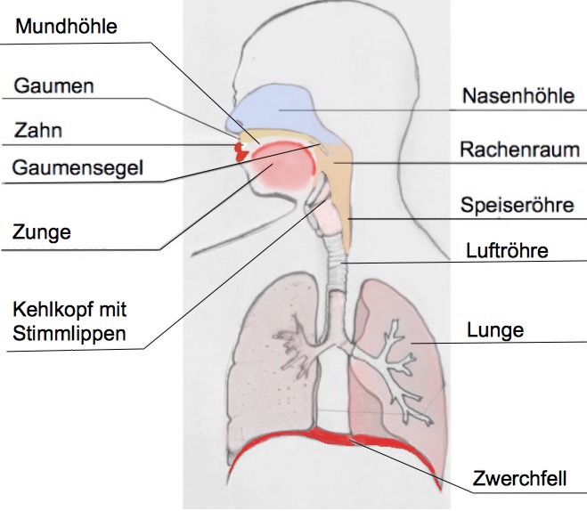 Nase aufbau die Nase: Funktion,